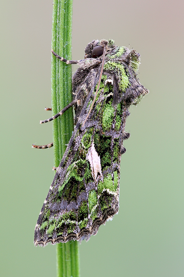 Trachea atriplicis in focus stacking